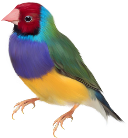 рисованные птицы клипарт