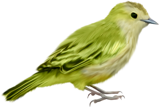 рисованные птицы клипарт